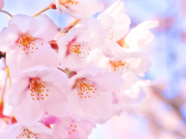 おしゃれな桜表札】はんなり上品なピンク色に舞うさくらの花 